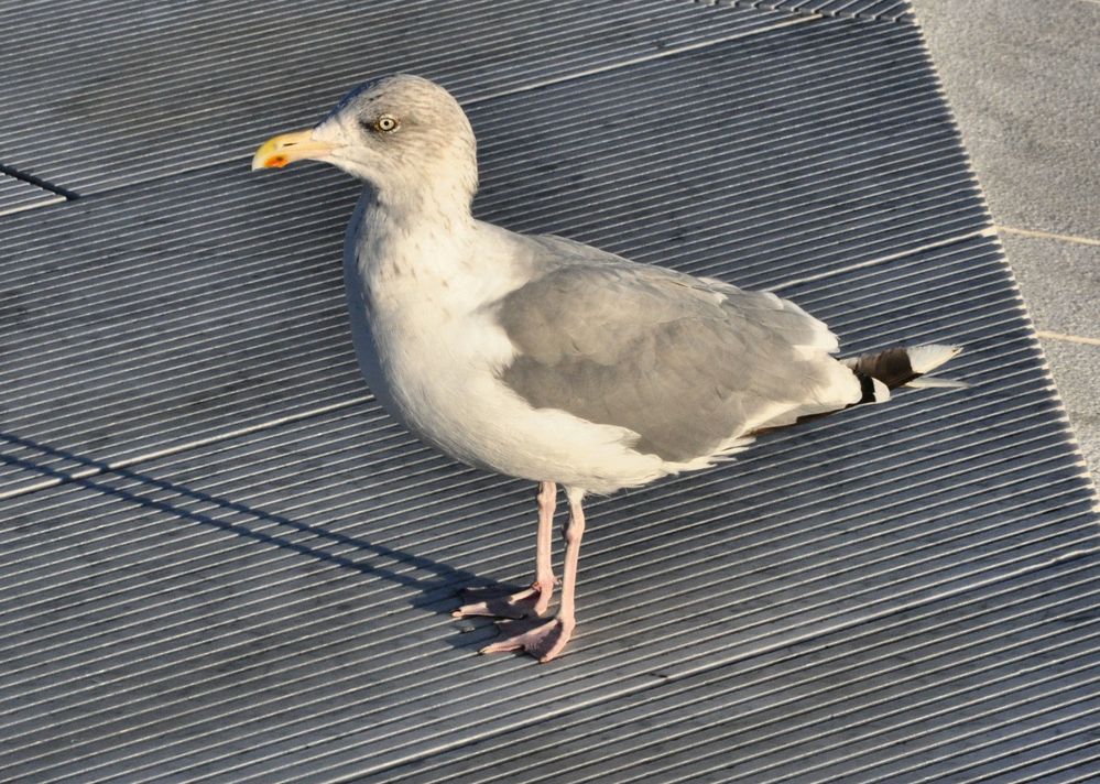 Warum sehen alle Möwen aus, als ob sie Emma hießen? Foto & Bild tiere, wildlife, wild lebende Warum sehen alle Möwen aus, als ob sie Emma hießen? Foto & Bild tiere, wildlife, wild lebende