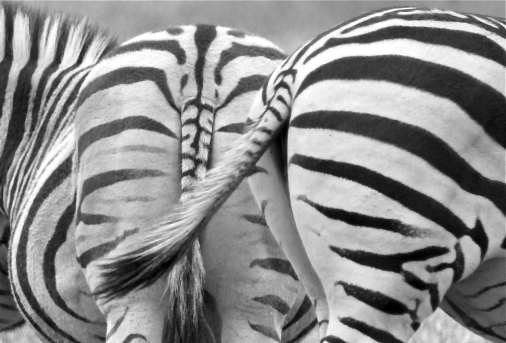 Warum sieht man Zebras meist von Hinten?