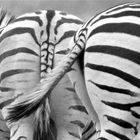 Warum sieht man Zebras meist von Hinten?