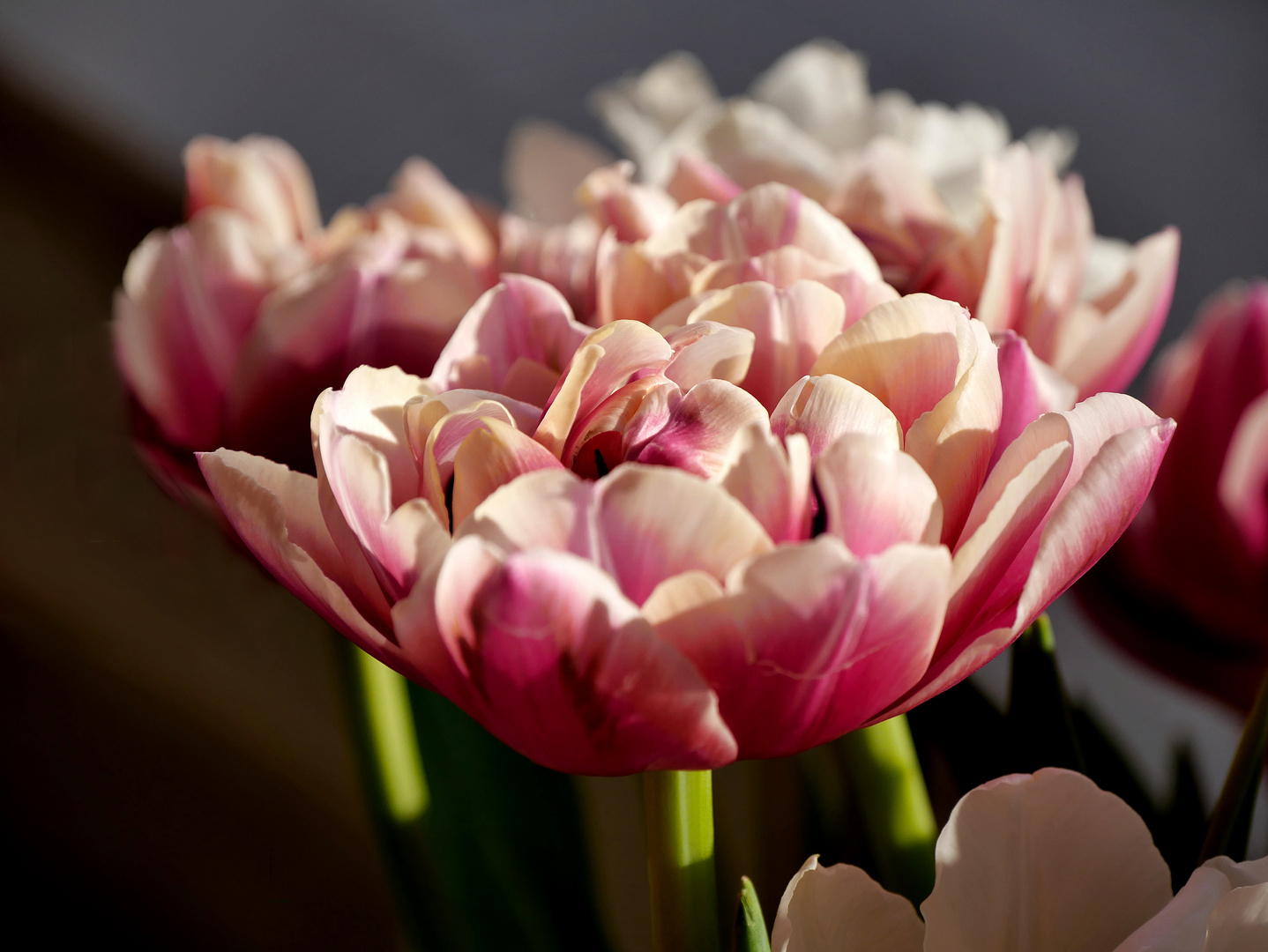 Warum sind Blumen so schön ...