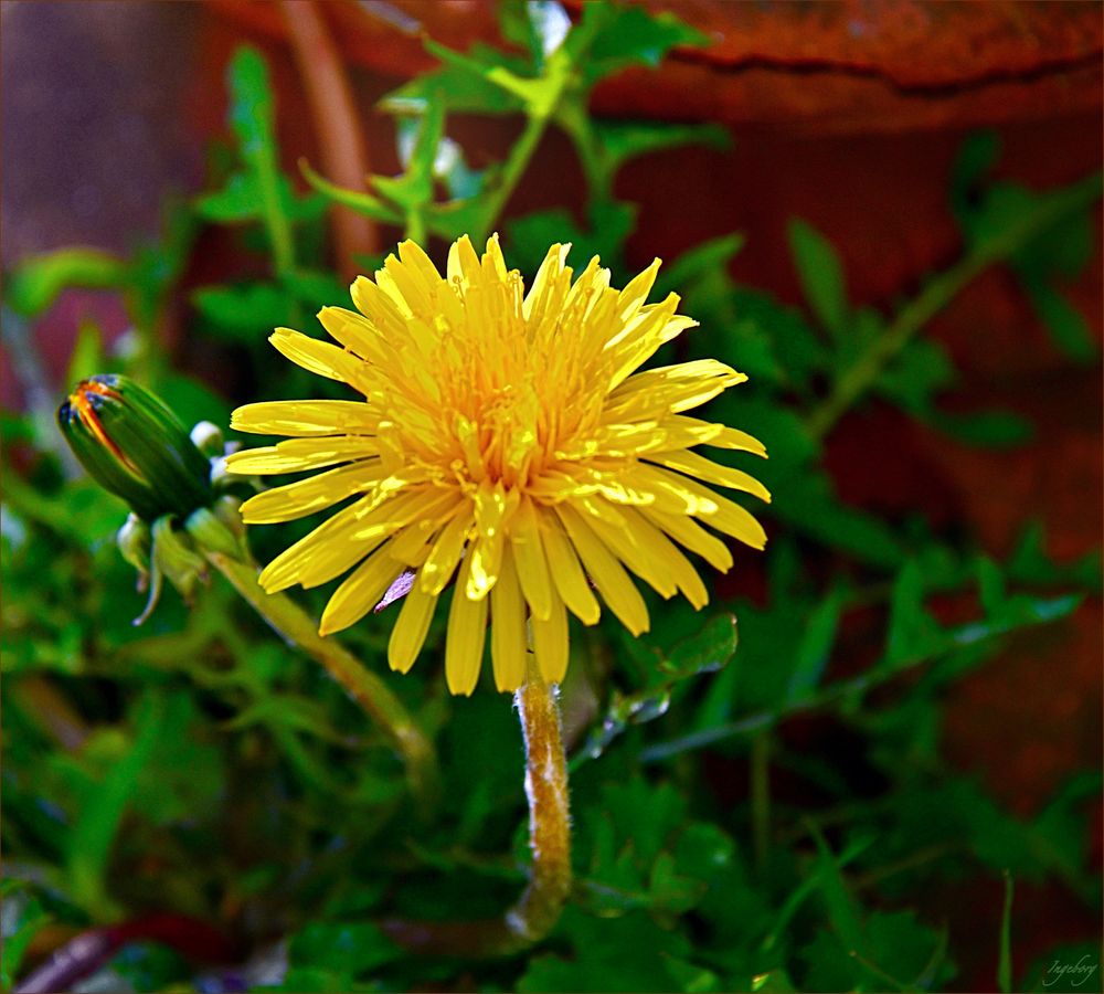 Warum sind Löwenzahnblüten gelb? 