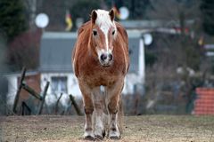 Warum so`n langes Gesicht?