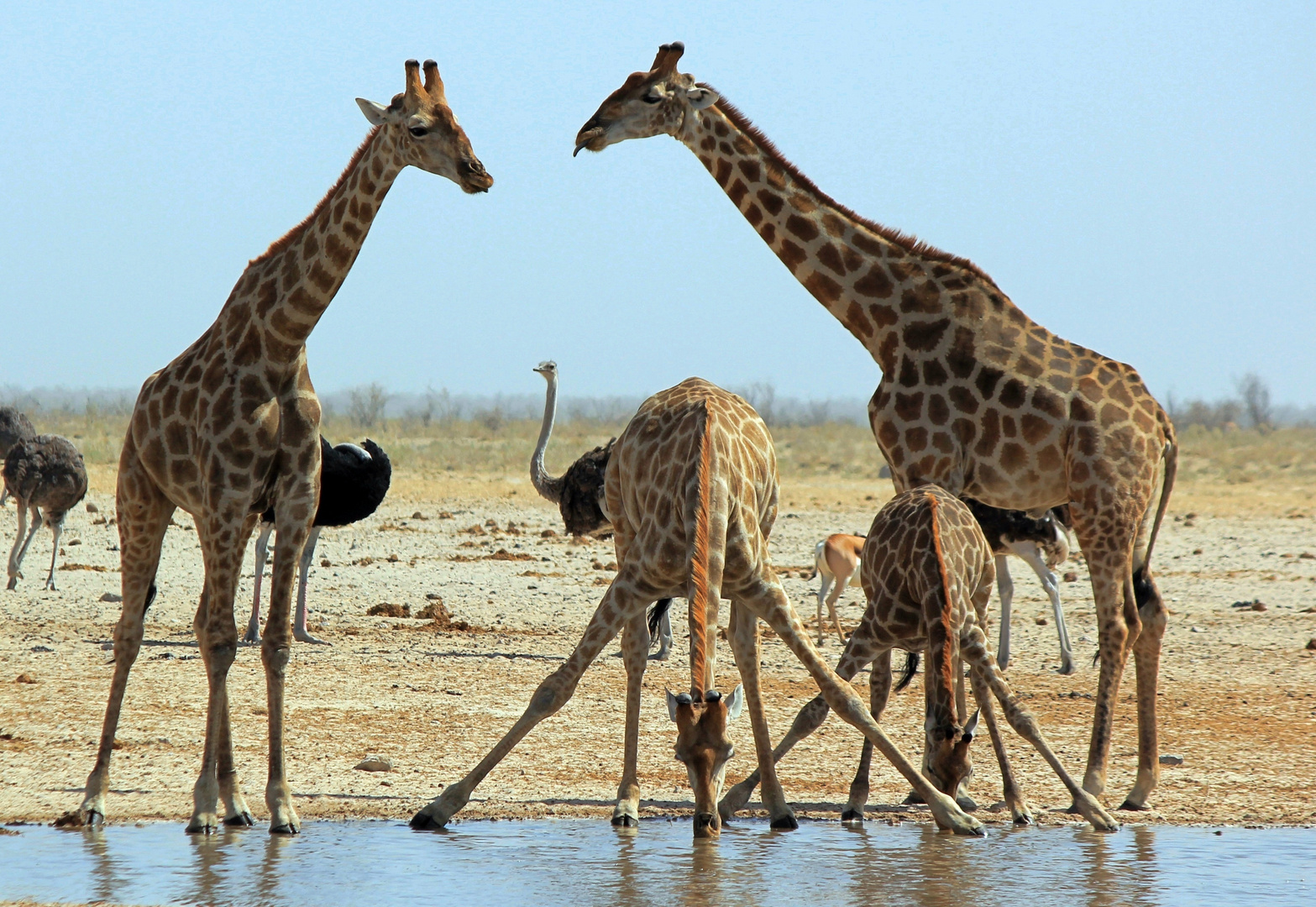 Warum stehen Giraffen breitbeinig, wenn sie trinken?