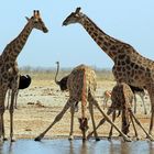 Warum stehen Giraffen breitbeinig, wenn sie trinken?