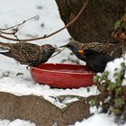 Warum Vögel den Menschen nie verstehen werden: Körner im Winter-Vogelscheuchen im Sommer!