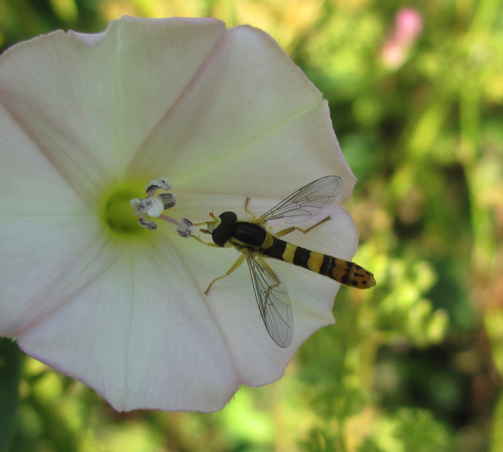 Warum will der Pollen nicht abgehen...