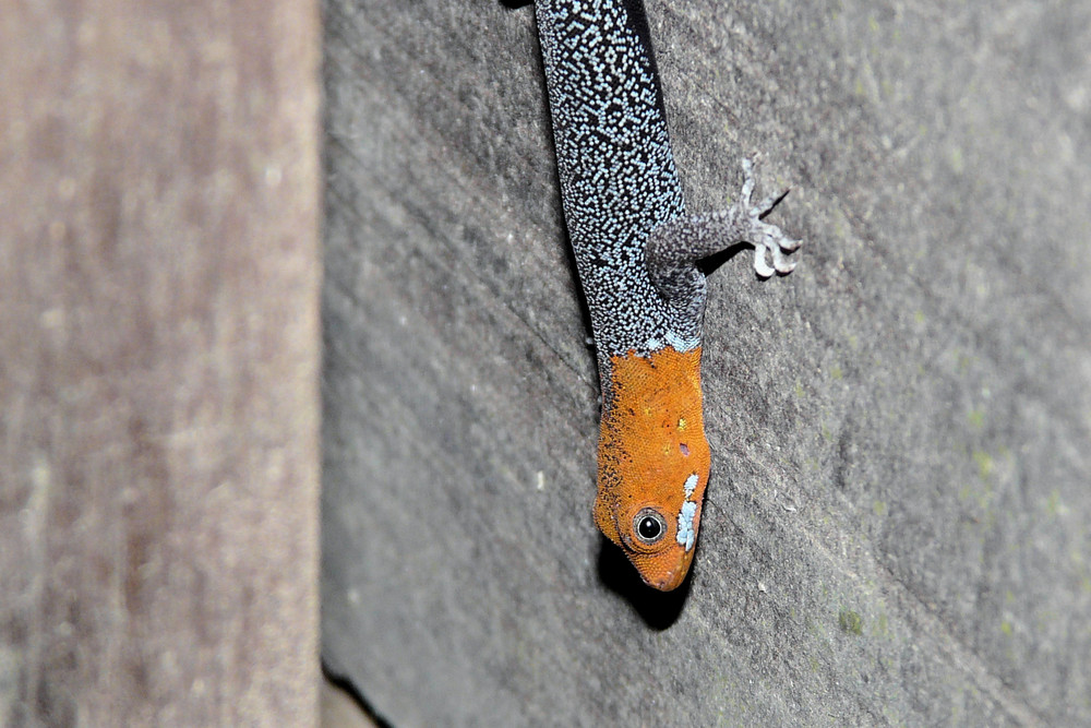 Warum yellow-headed gecko?