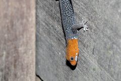 Warum yellow-headed gecko?