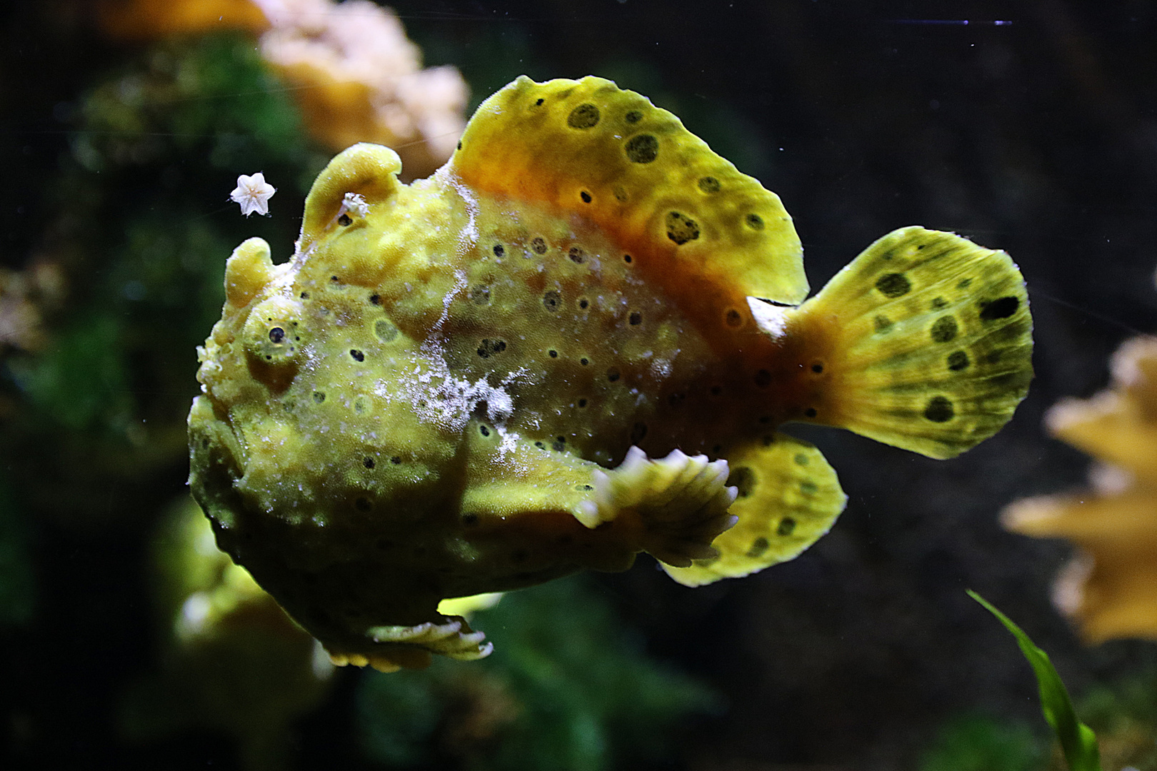 WarzenAnglerfisch Foto & Bild tiere, zoo, wildpark & falknerei, zoo