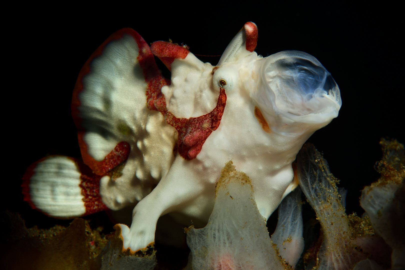 Warzen-Anglerfisch oder Clown-Anglerfisch (Antennarius maculatus)