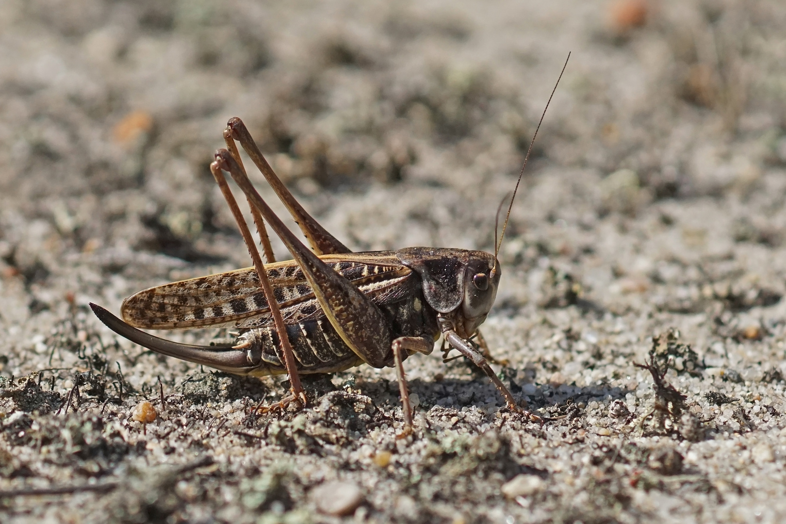 Warzenbeißer (Decticus verrucivoris), Weibchen (Braune Form)