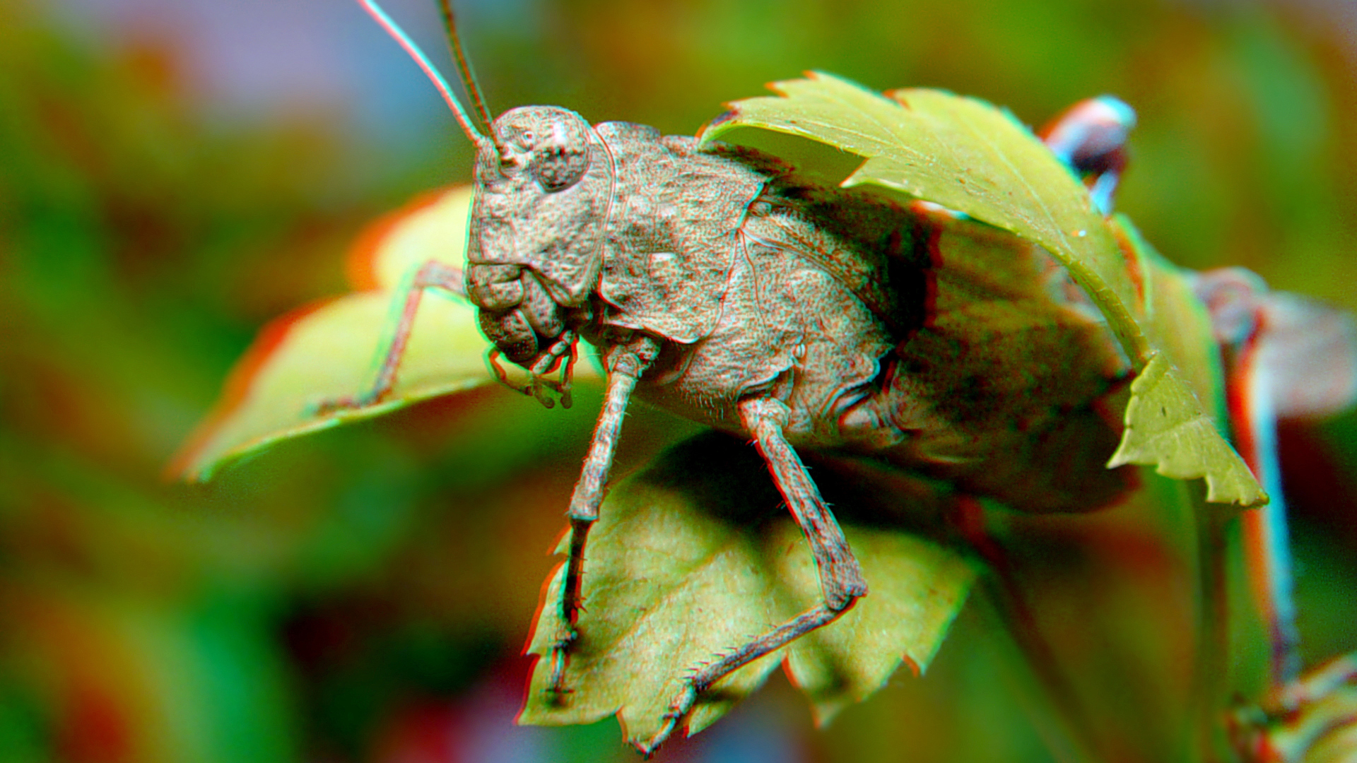 Warzenbeißer (Decticus verrucivorus)