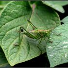 WARZENBEISSER (Decticus verrucivorus)