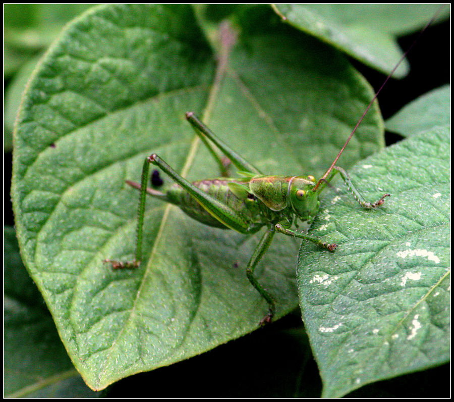 WARZENBEISSER (Decticus verrucivorus)