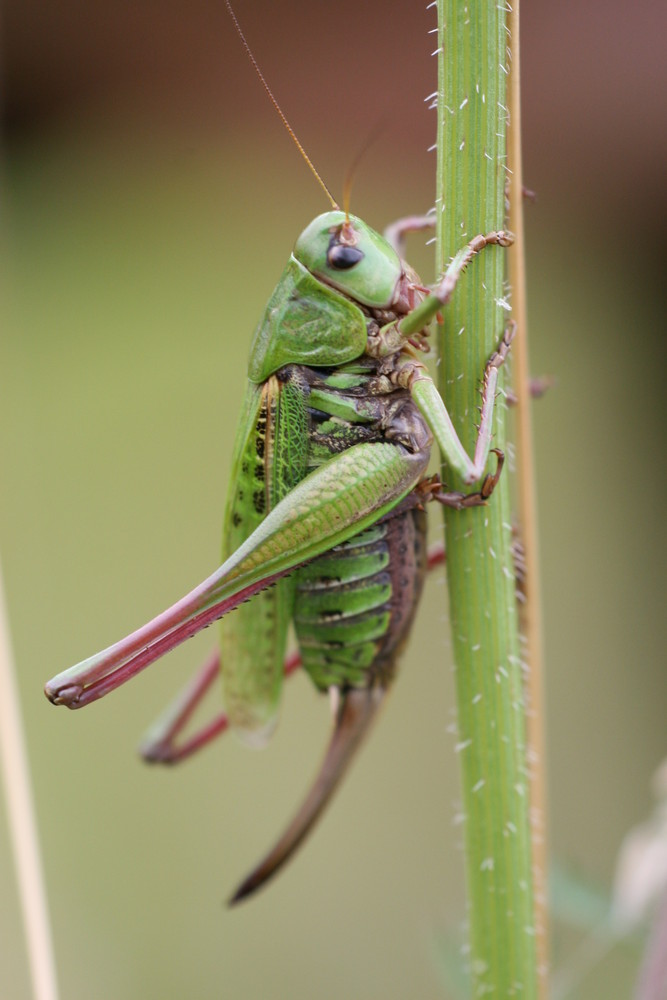 Warzenbeißer - Decticus verrucivorus