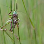 Warzenbeisser - Decticus verrucivorus