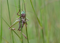 Warzenbeisser - Decticus verrucivorus