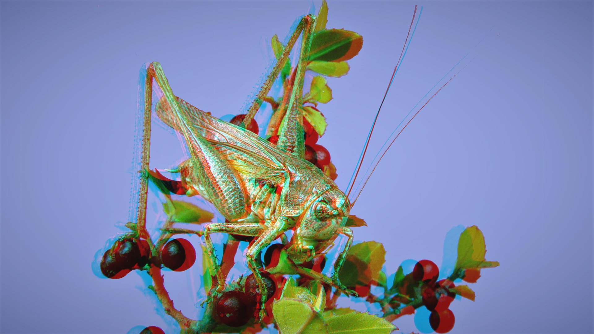 Warzenbeißer (Decticus verrucivorus) II