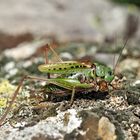 Warzenbeisser (Decticus verrucivorus). - Le Dectique verrucivore.