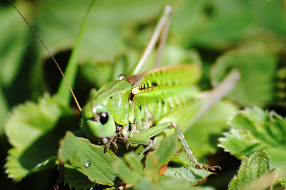 Warzenbeißer (Decticus verrucivorus, oder Wart-biter auf Englisch)