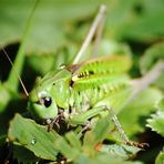 Warzenbeißer (Decticus verrucivorus, oder Wart-biter auf Englisch)