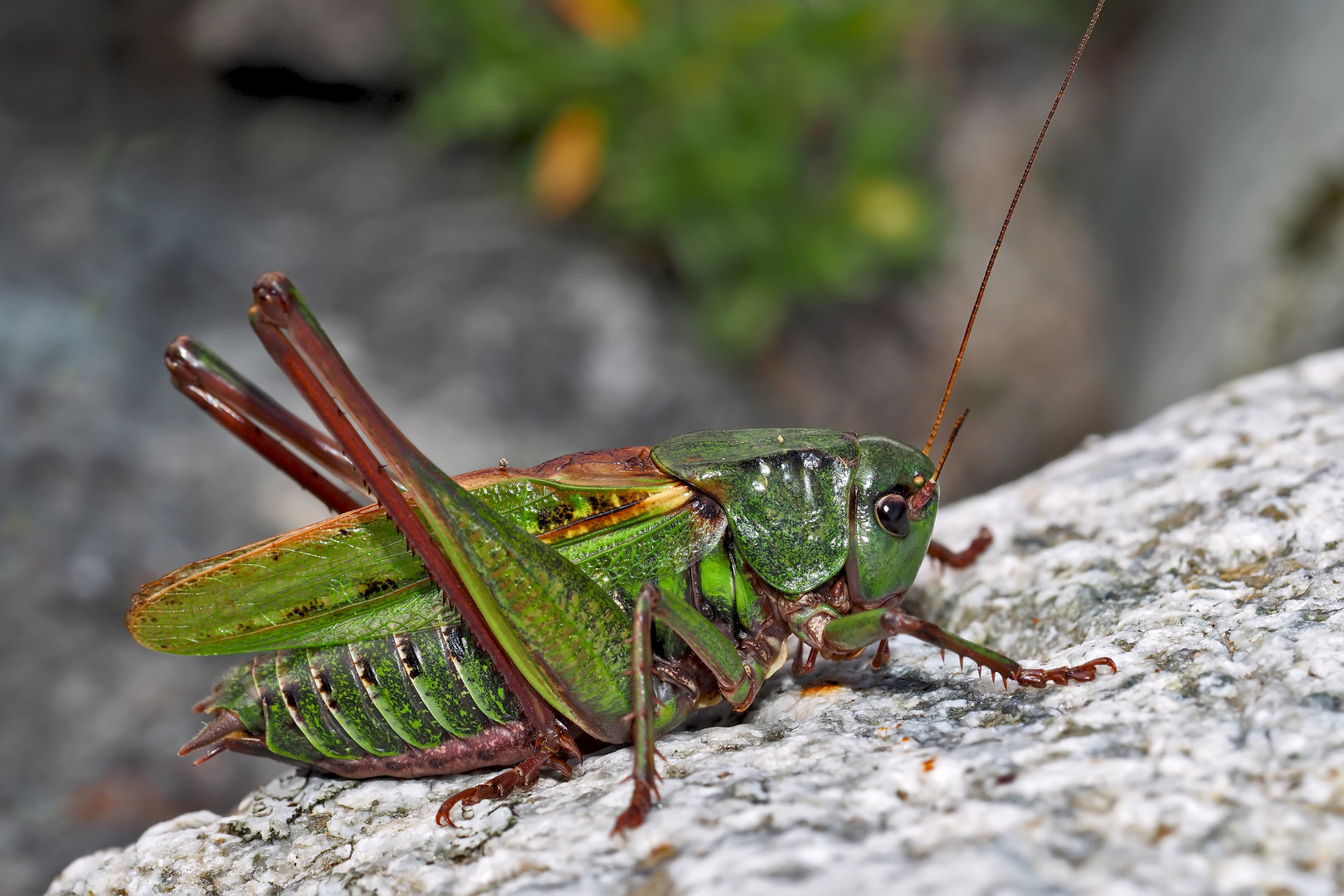 Warzenbeisser, Männchen (Decticus verrucivorus)* - Dectique verrucivore.