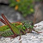 Warzenbeisser, Männchen (Decticus verrucivorus)* - Dectique verrucivore.