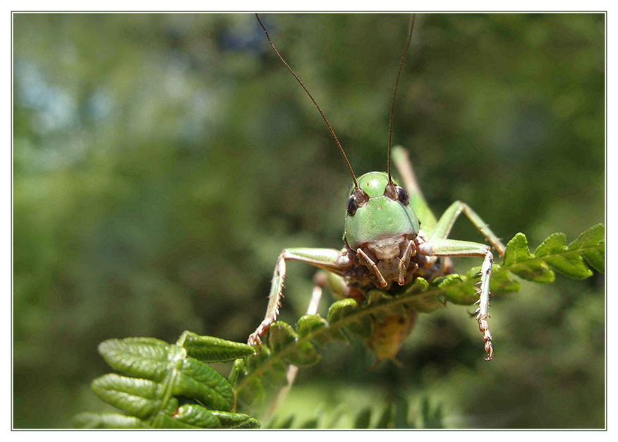 Warzenbeisser-Portrait