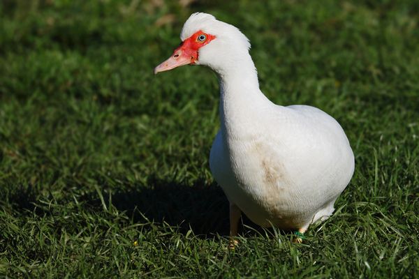 Warzenente Fotos & Bilder auf