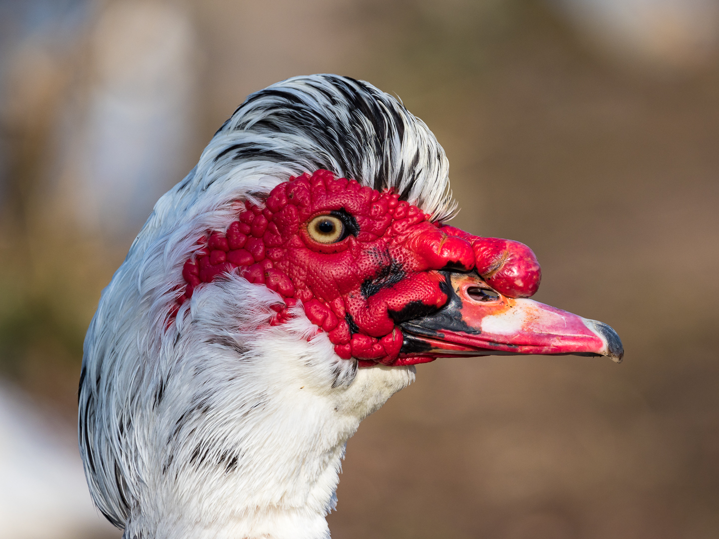 Warzenente Portrait