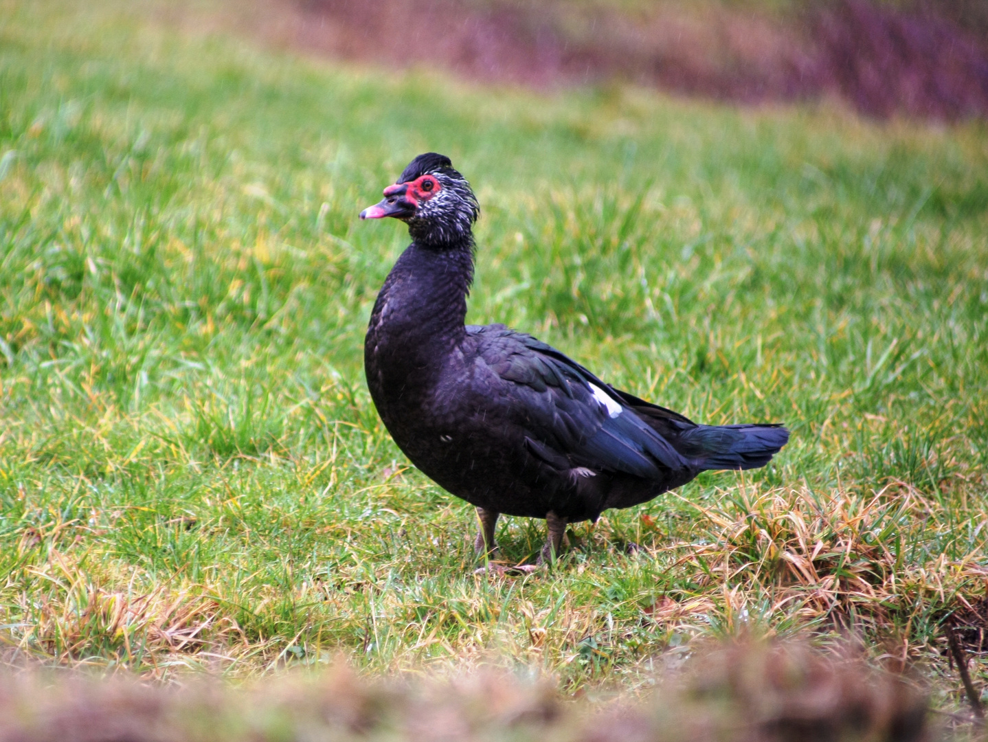 Warzenente schwarz