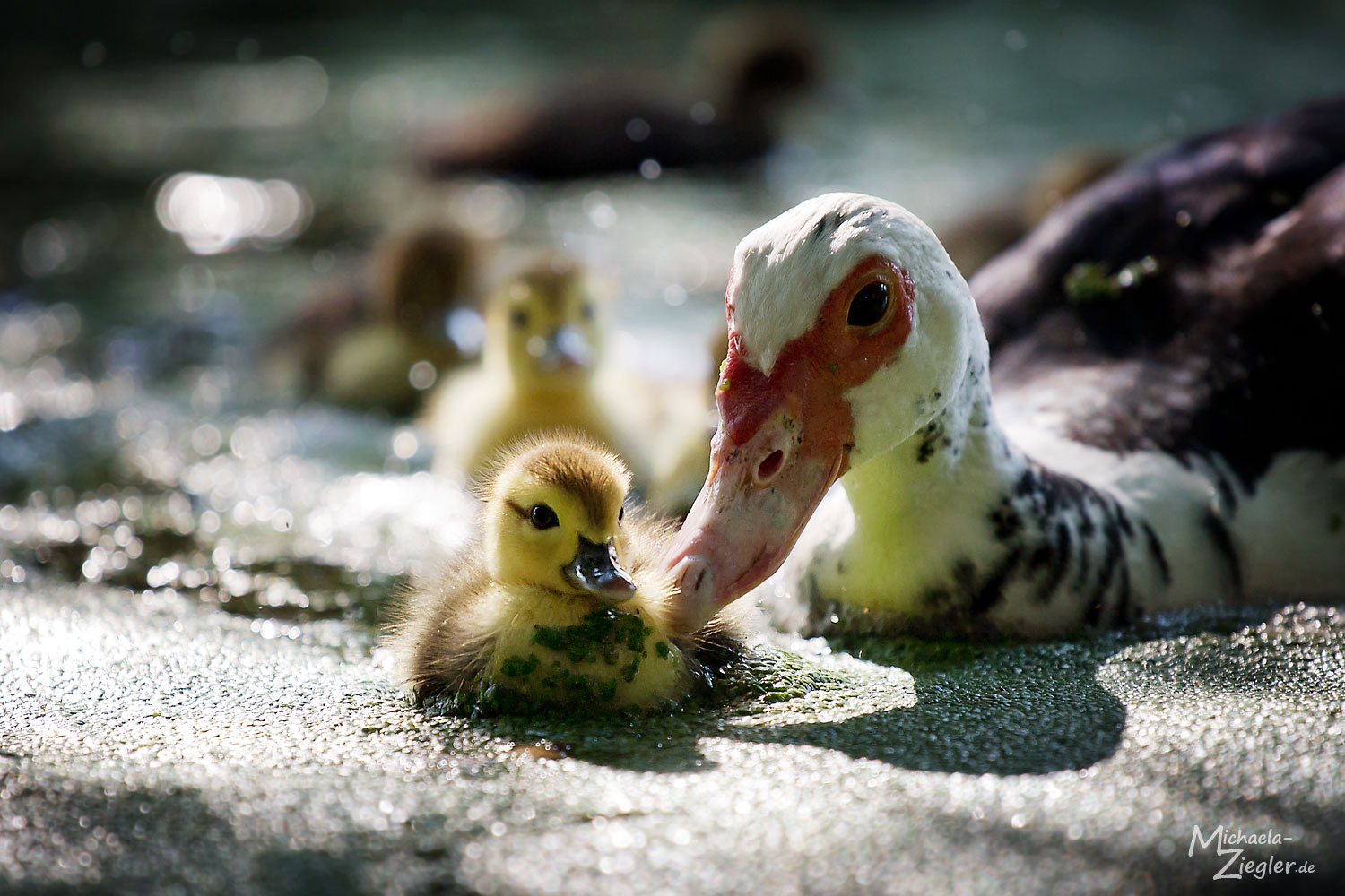 Warzenente Sunny und Ihre Babys