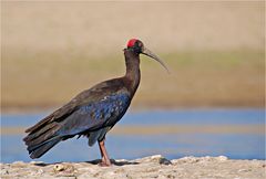 Warzenibis (Pseudibis papillosa)