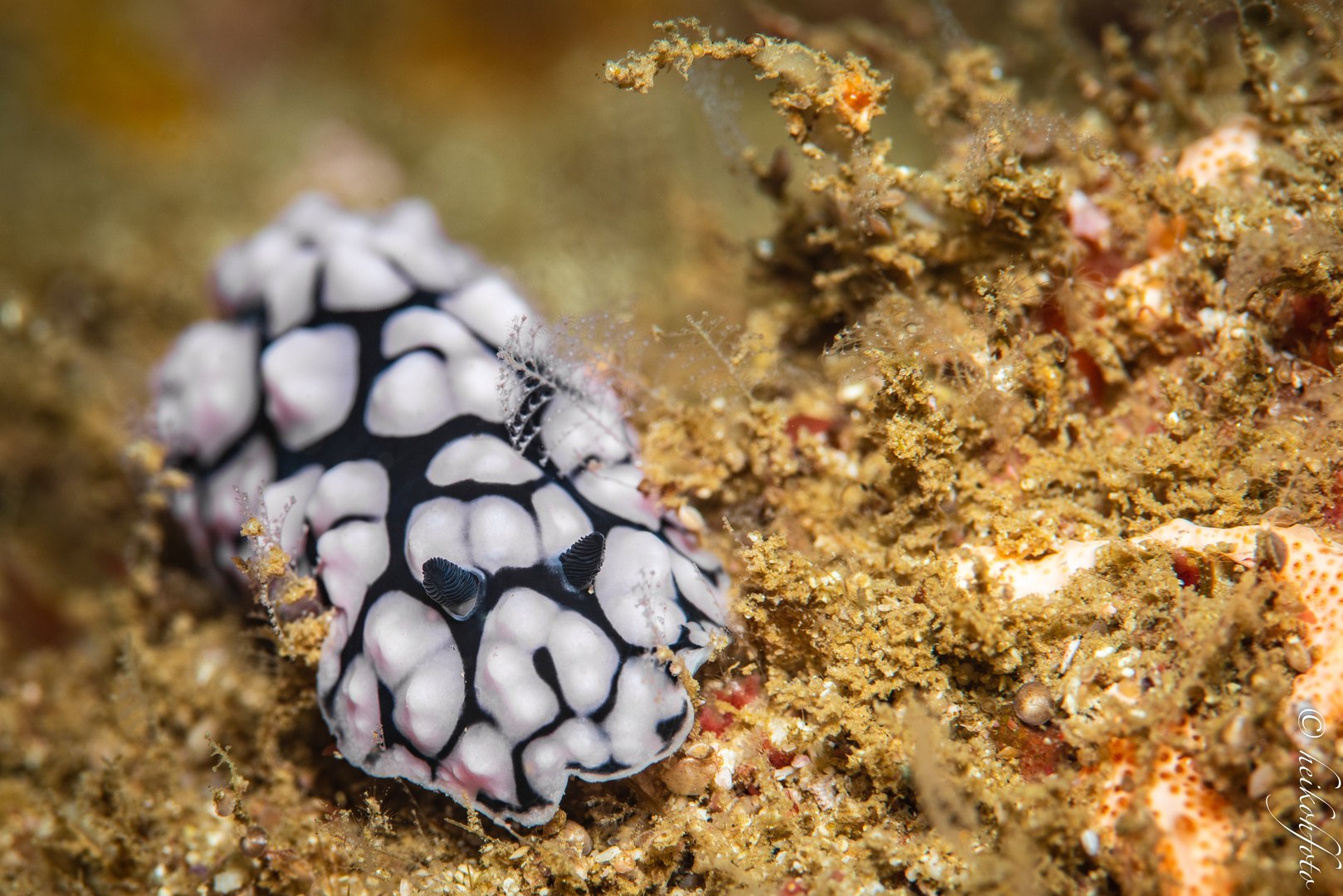 Warzenschnecke Phyllidia