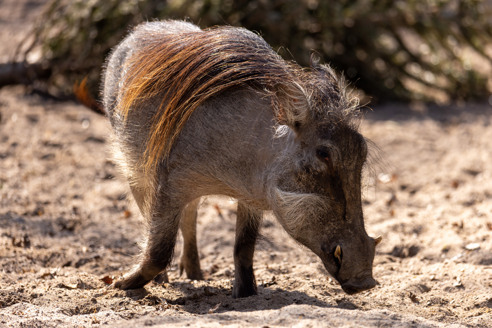 Warzenschwein