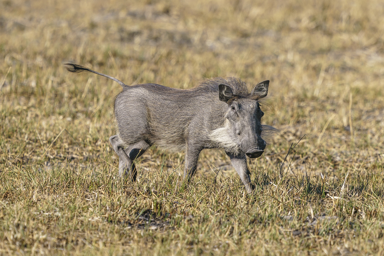 Warzenschwein Foto &amp; Bild | safari, botswana, steppe Bilder auf ...