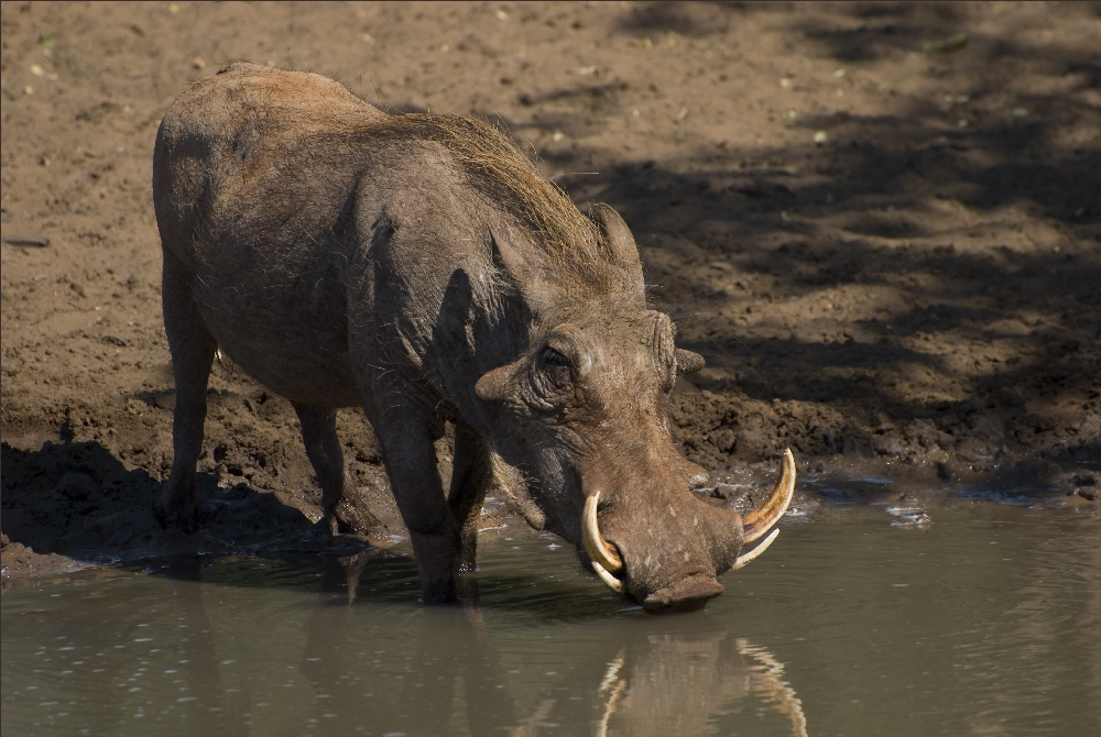 Warzenschwein