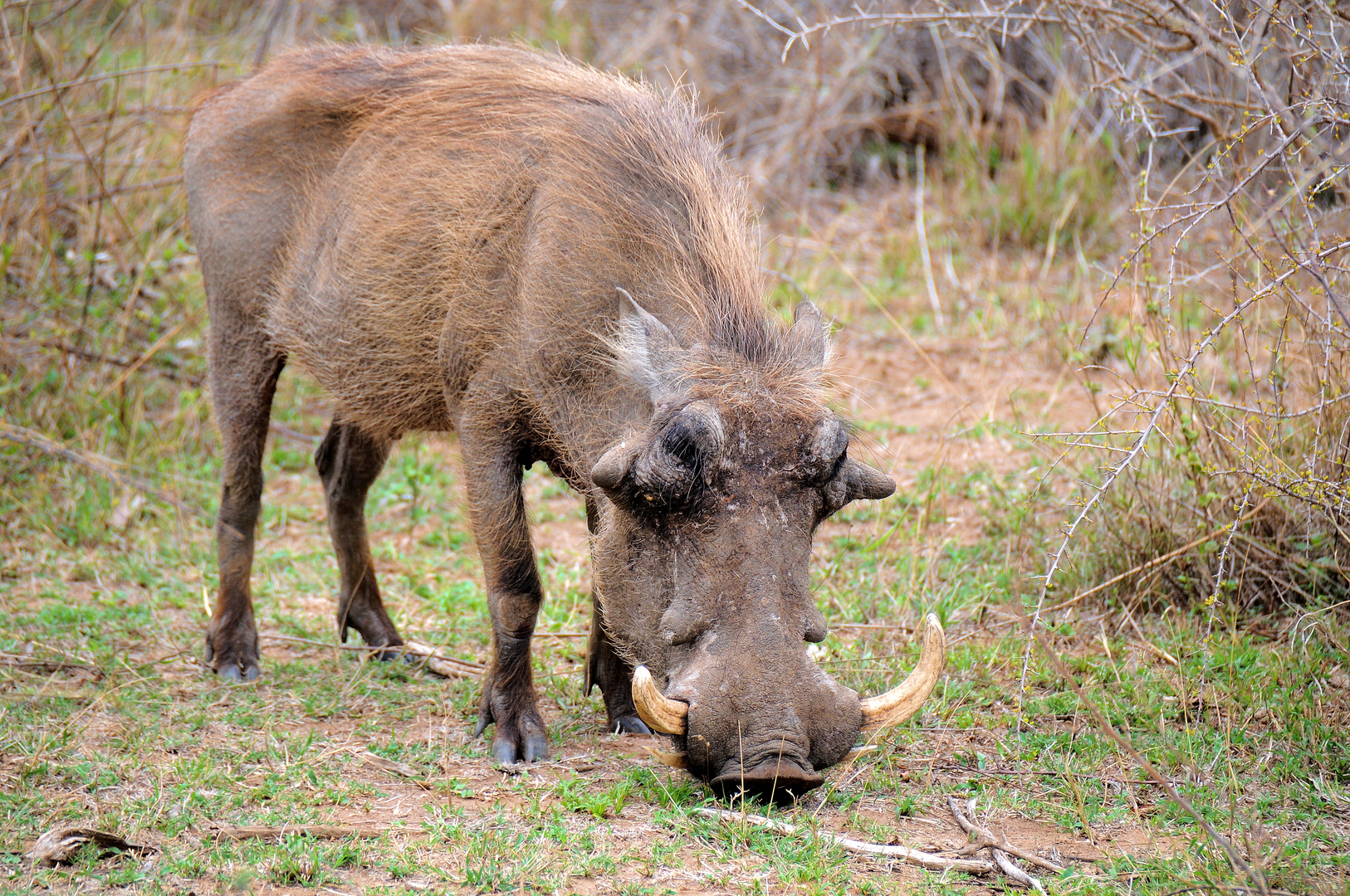 Warzenschwein