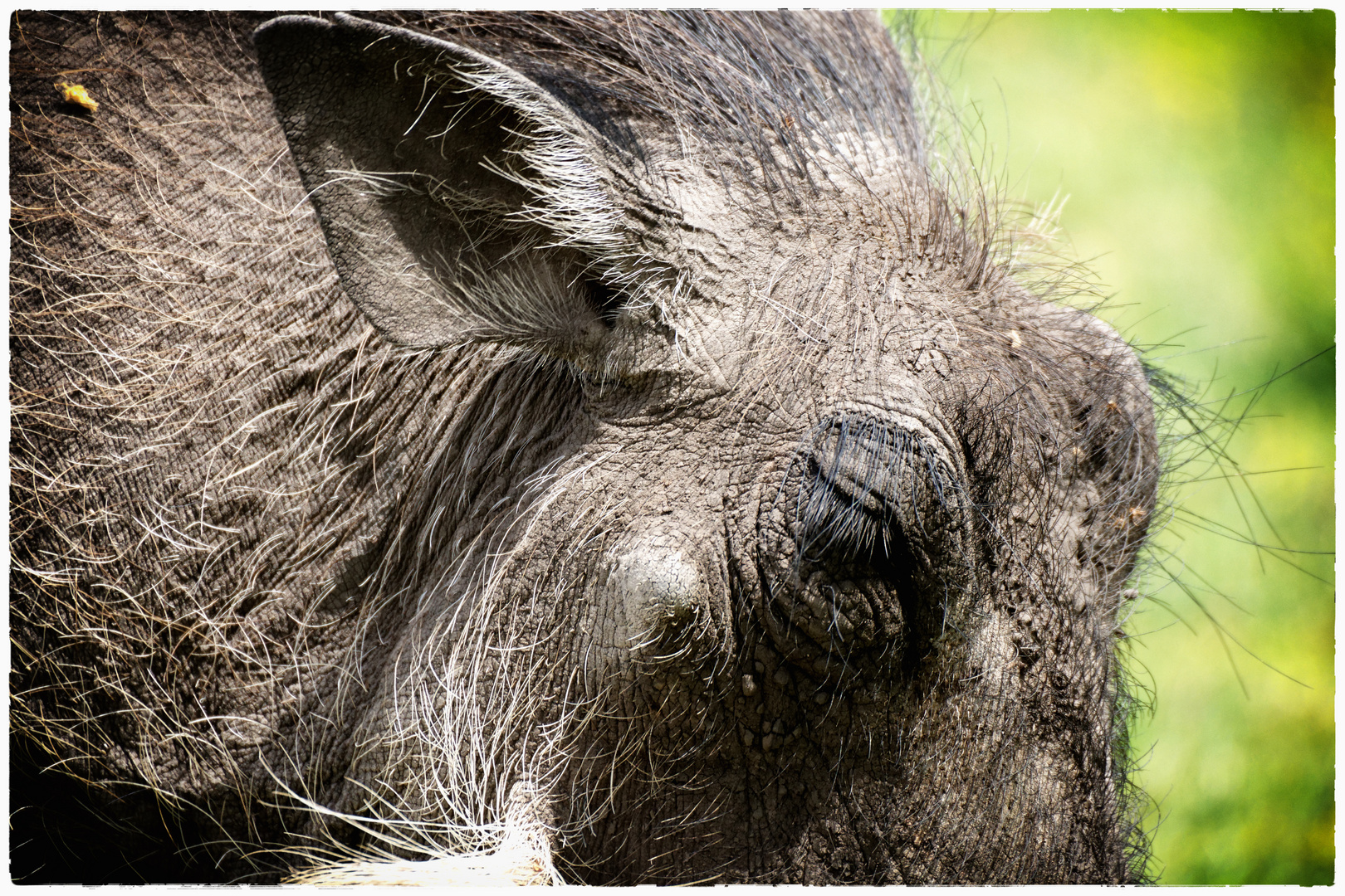 Warzenschwein Foto & Bild north america, central america, tiere