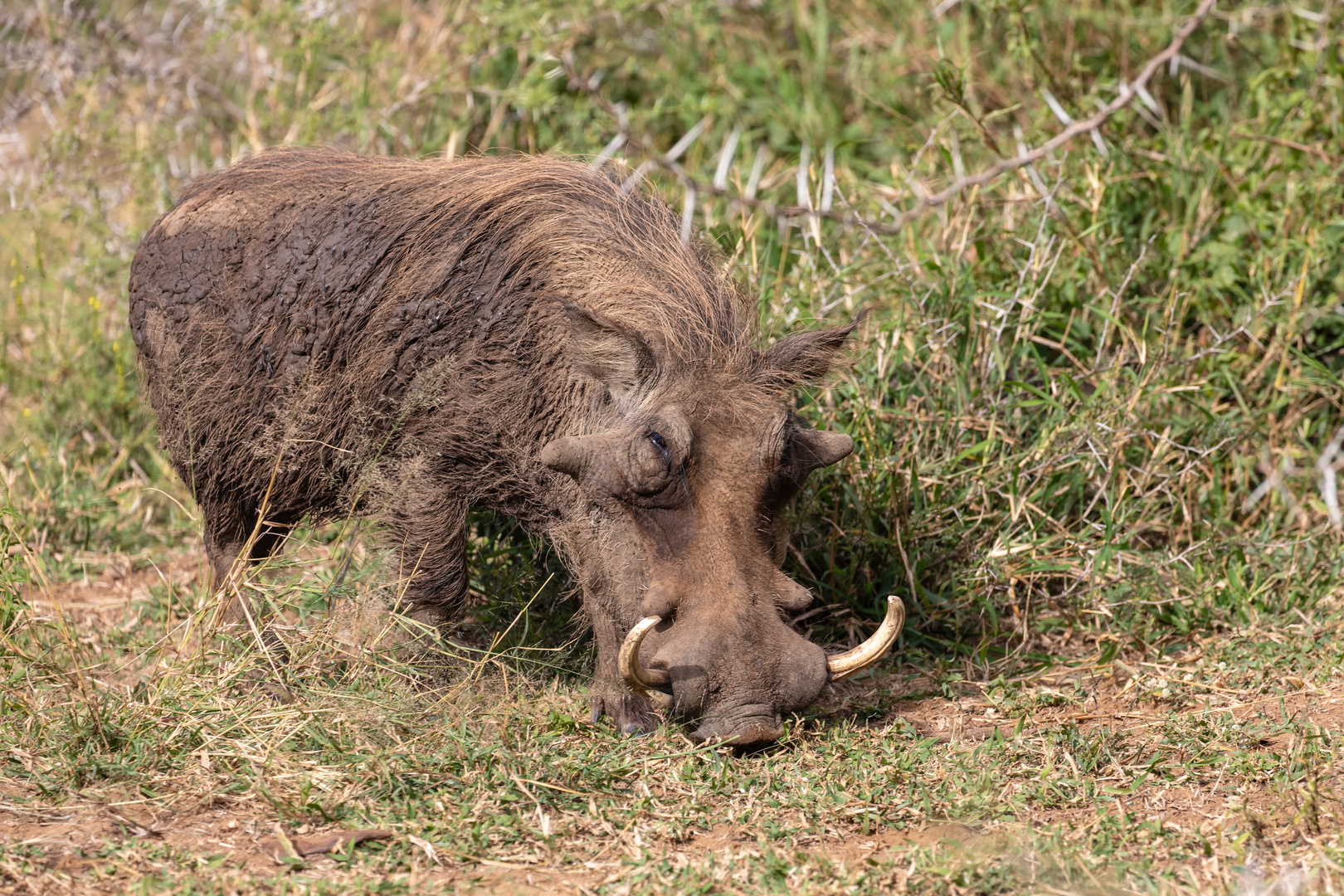 Warzenschwein 2