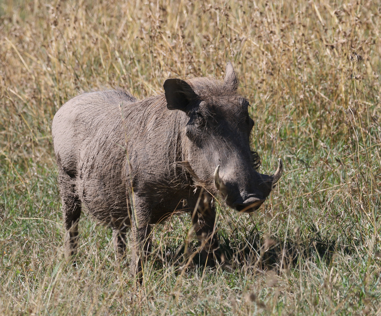 Warzenschwein Foto &amp; Bild | natur, paarhufer, wildlife Bilder auf ...