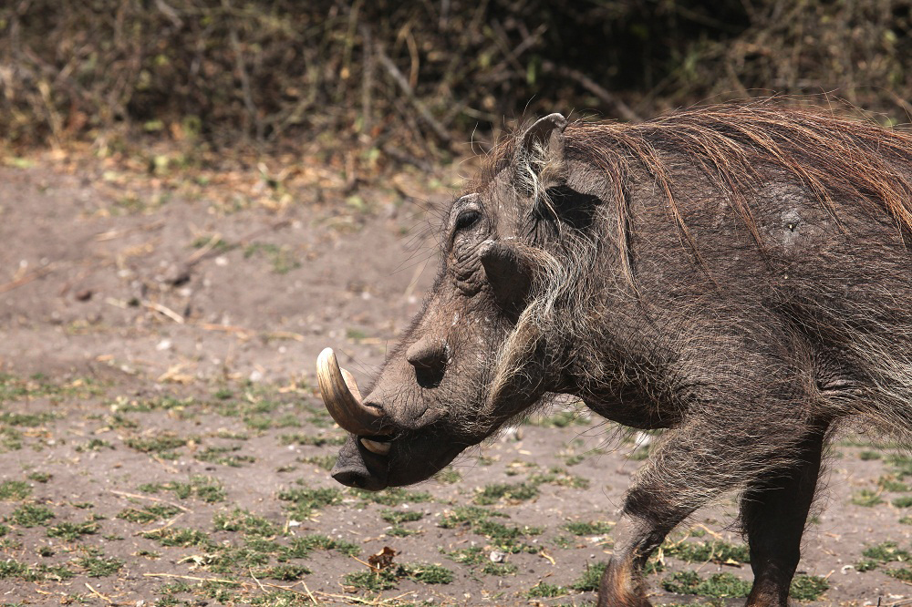 Warzenschwein