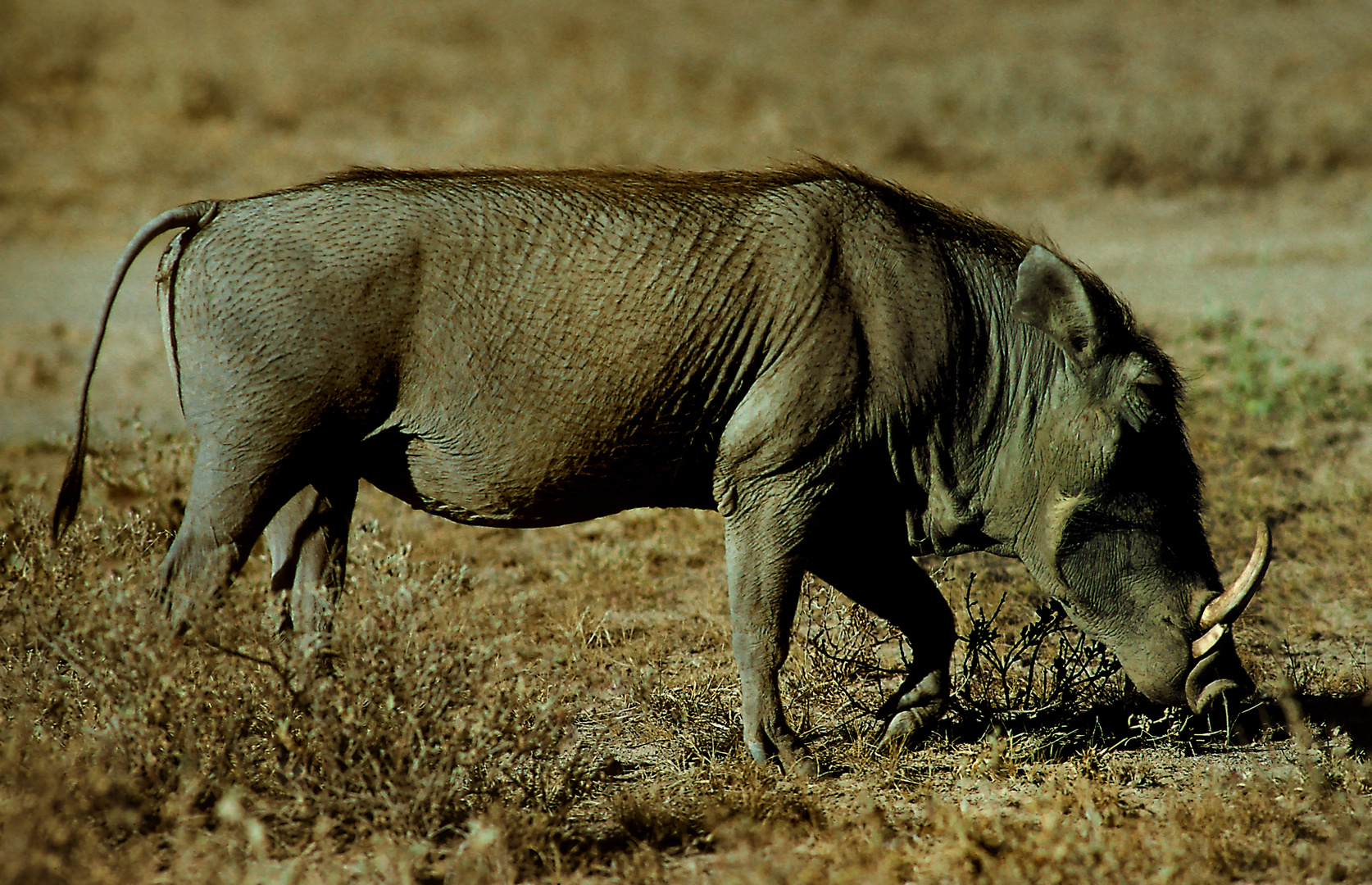 Warzenschwein