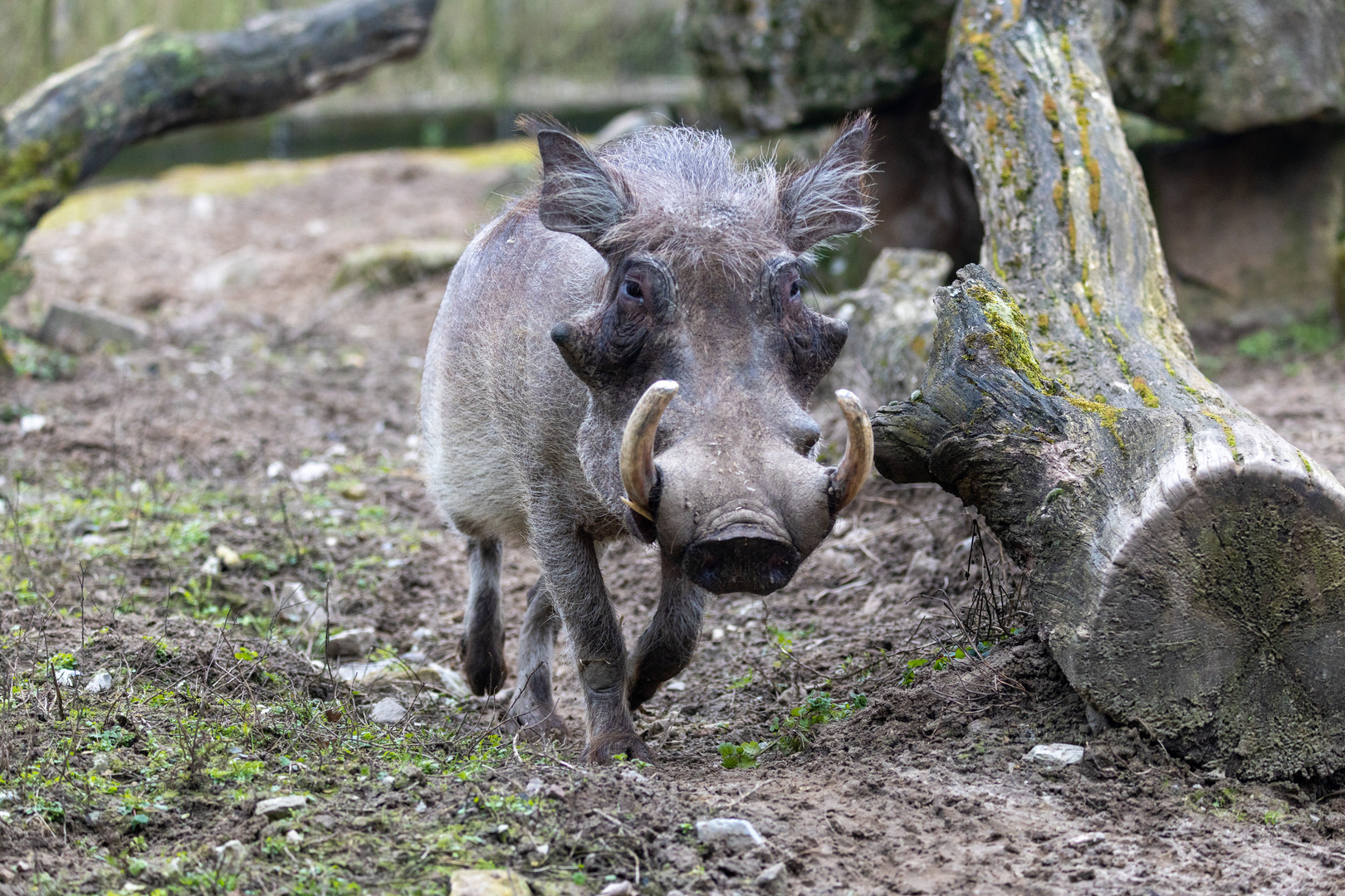 Warzenschwein