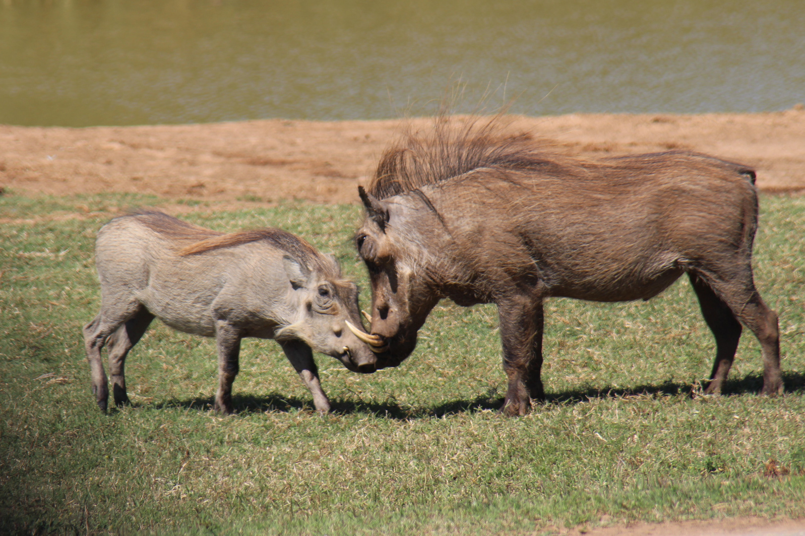 Warzenschwein