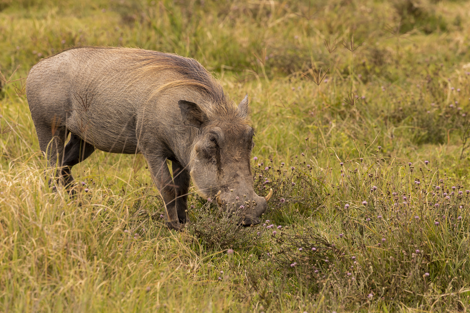 Warzenschwein