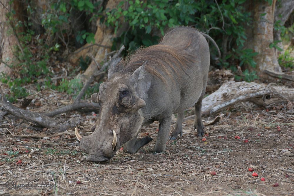 Warzenschwein