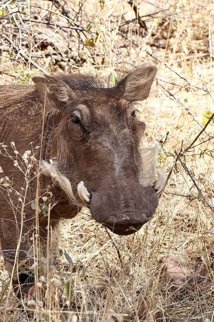 Warzenschwein