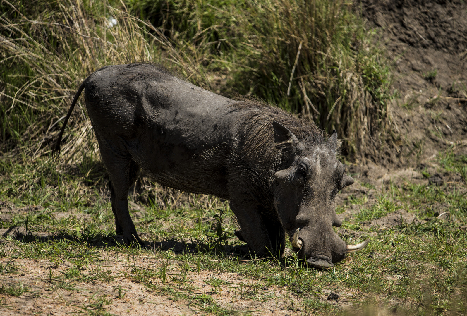 Warzenschwein