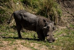 Warzenschwein